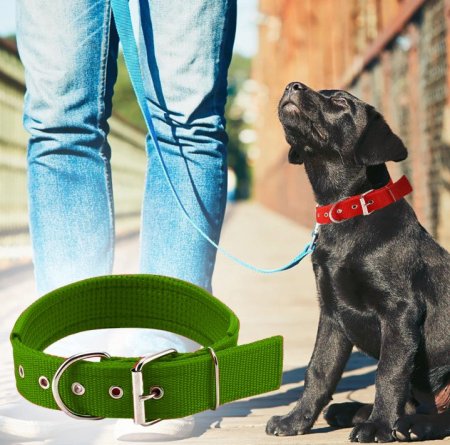 قشاط كلاب زيتي ب 4 أحجام