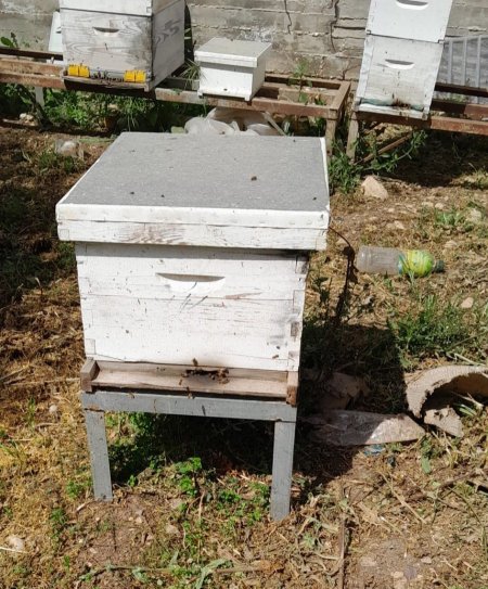 قاعدة خليه نحل